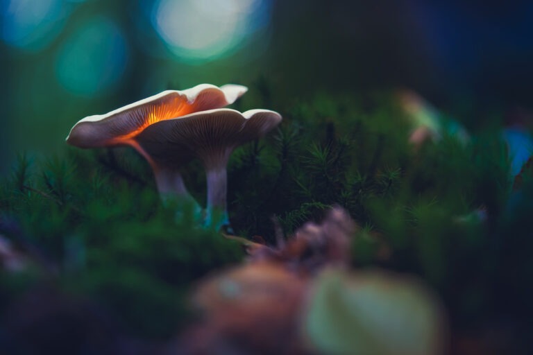 The Future Underfoot: Indoor Flooring from the Forest