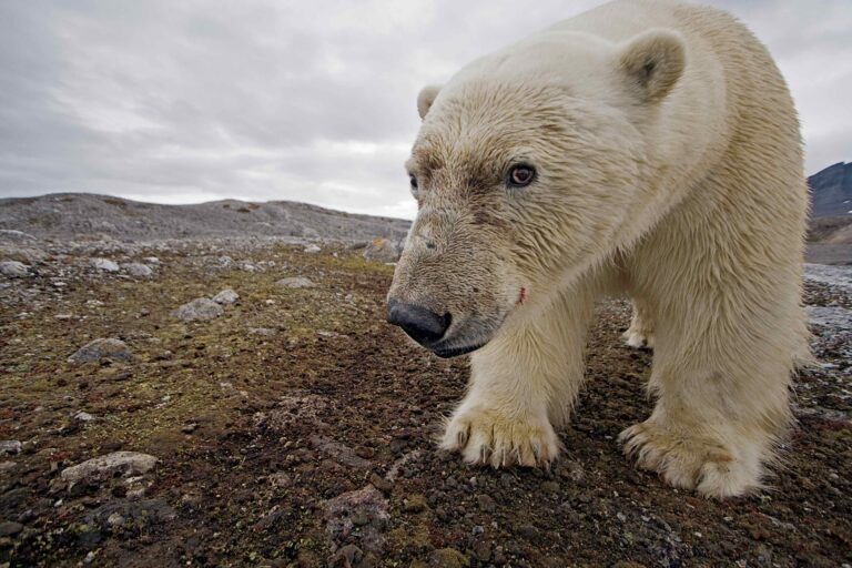 Paul Nicklen’s Sea Legacy