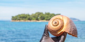 Snail Across the Ocean