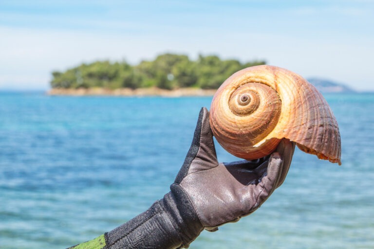 Snail Across the Ocean
