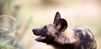 Painted Dog Supermom