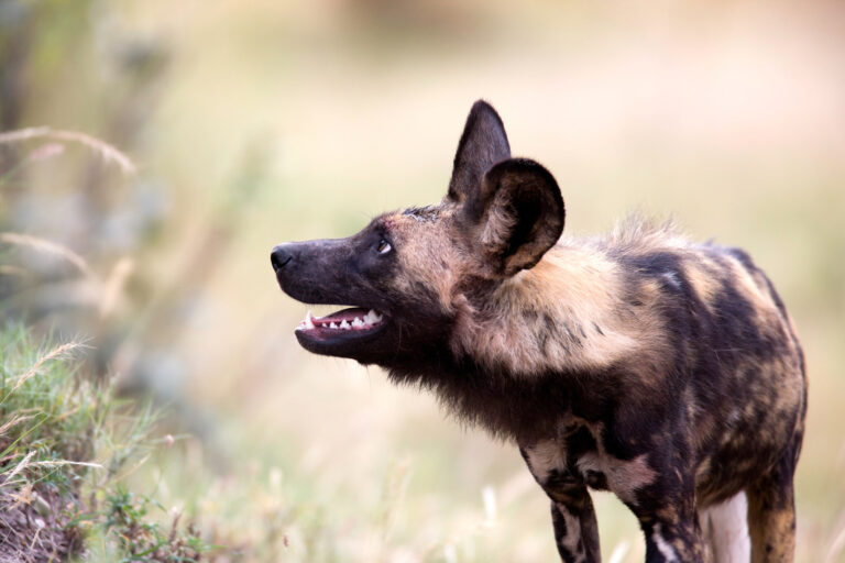Painted Dog Supermom