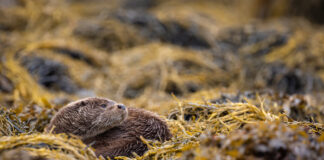Celebrating Plantfoods of the Sea