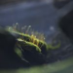 iStock_000093668077_Large