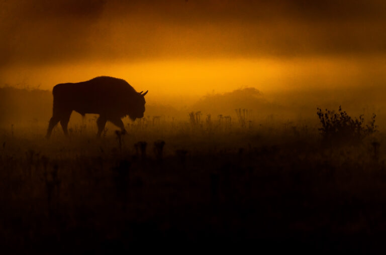What is Rewilding?