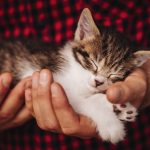 Hands safely holding a tiny sleeping fluffy kitten
