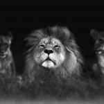 Life through the Lens with Dale Morris pg.58