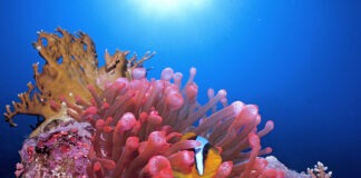 Wonders of the Sea 3D