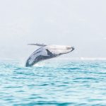 Breaching Whale Byron Bay NSW © Sera Wright