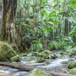 Nightcap National Park NSW © Sera Wright