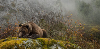 #SAVEBCBEARS