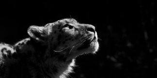 Fortune Favours the Wild