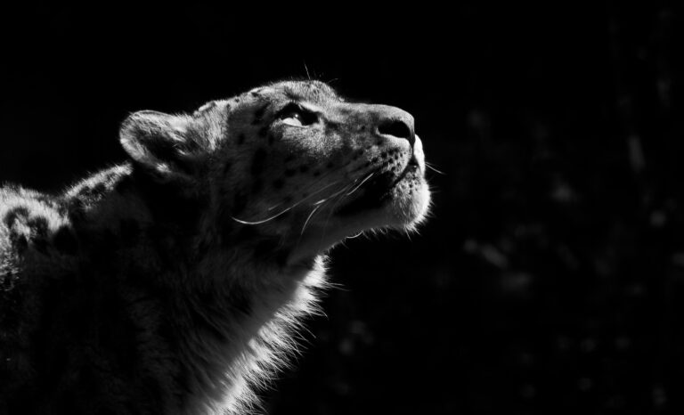 Fortune Favours the Wild