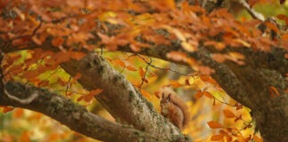 New Generation of Red Squirrels Repopulate the Highlands