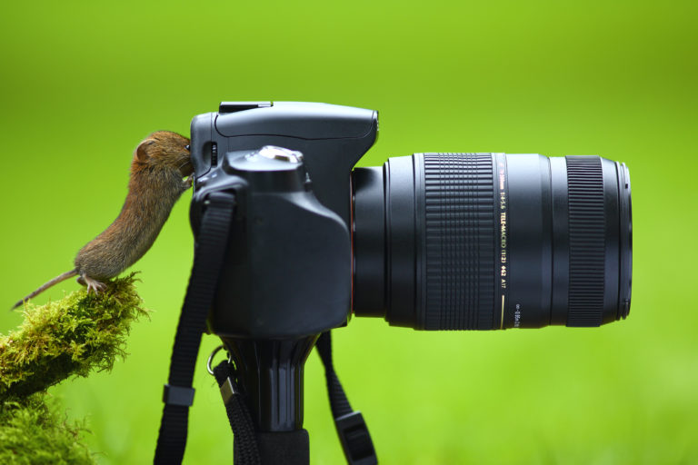 Photo © Simon Roy