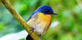 Anantara Tangalle Resort Creates a Wild Haven for Guests