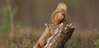 The Wild North East: A Surprising View of Scotland