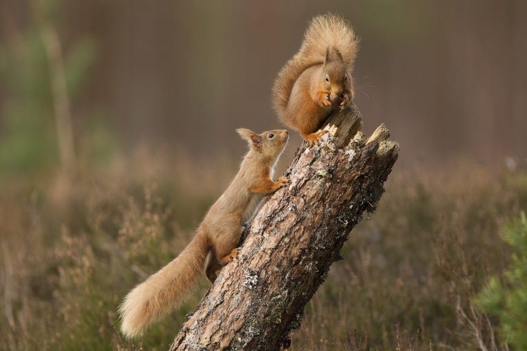 The Wild North East: A Surprising View of Scotland