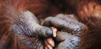 Wild Connections and Diverse Beauty