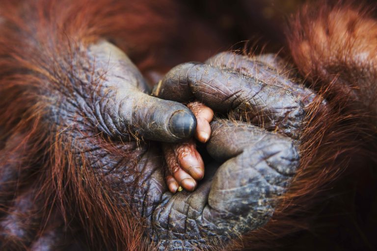 Wild Connections and Diverse Beauty