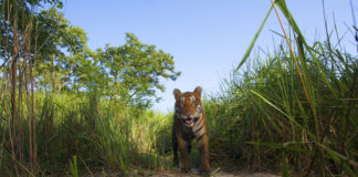 Global Tiger Day: Every Tiger Counts