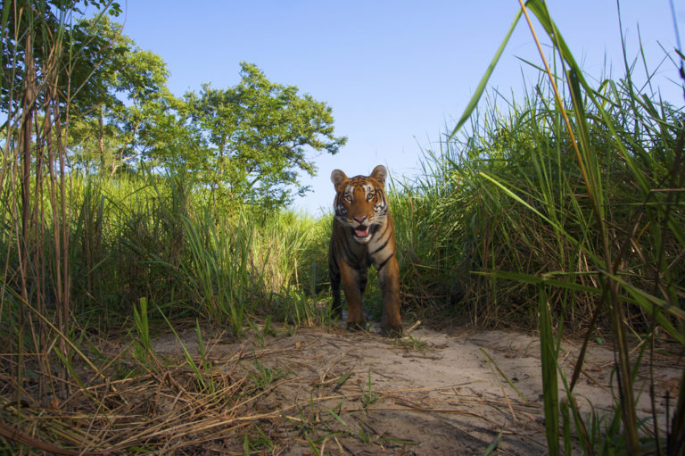 Global Tiger Day: Every Tiger Counts