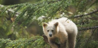 Great Bear Rainforest IMAX