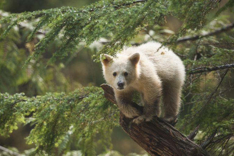 Great Bear Rainforest IMAX