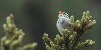 App Helps You Identify Birds By Their Song
