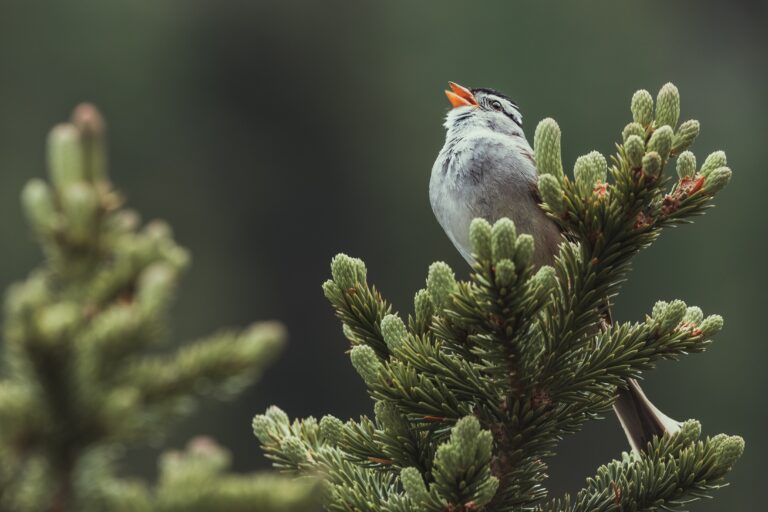 App Helps You Identify Birds By Their Song