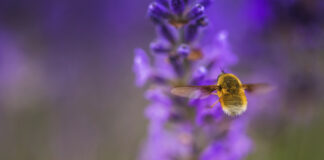 Gifts Inspired by the Garden