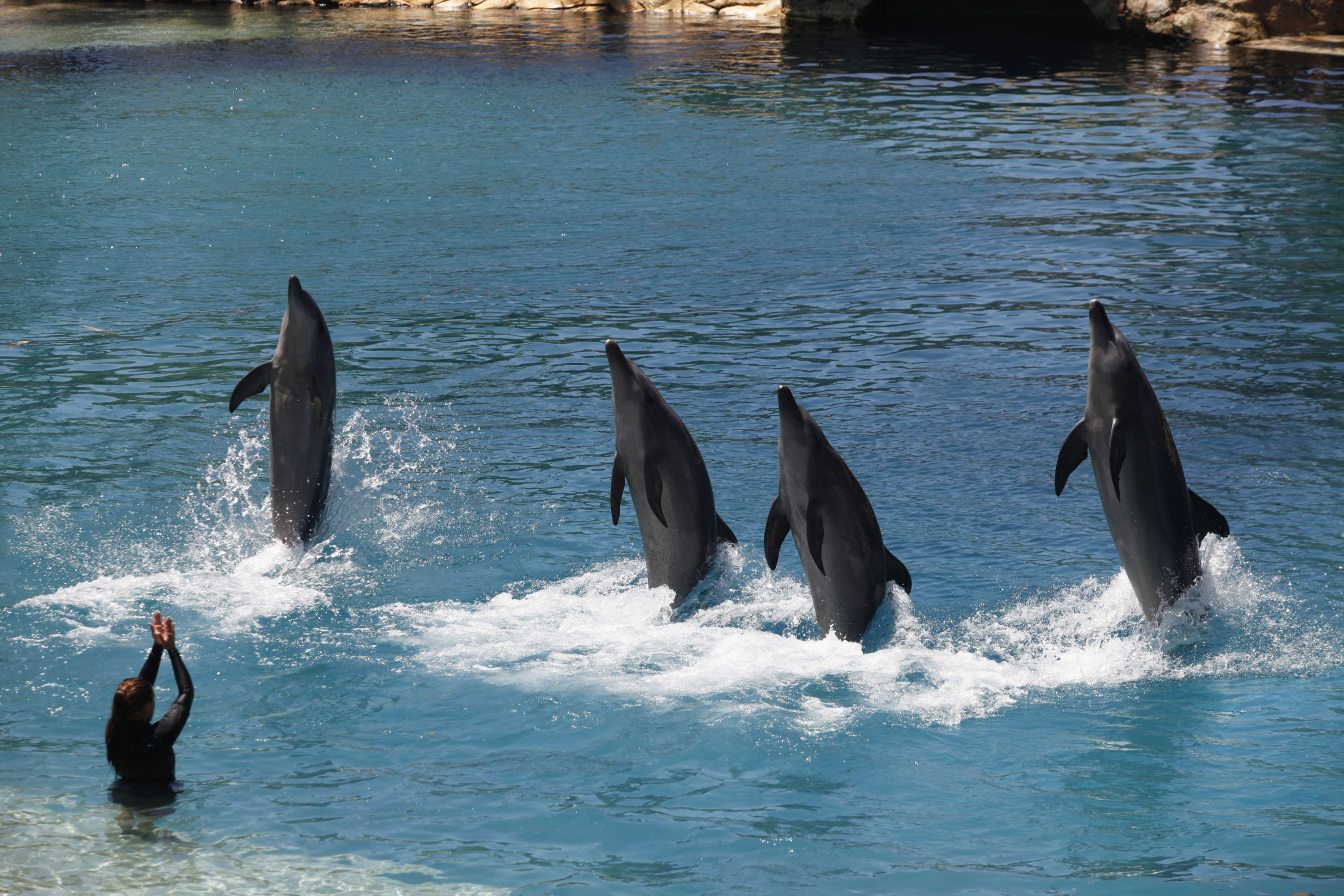 Photo Credit: Dean Sewell / World Animal Protection