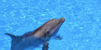 Protecting Animal Welfare is Good for Business