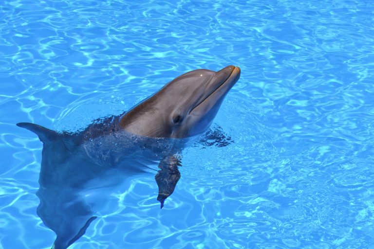 Protecting Animal Welfare is Good for Business