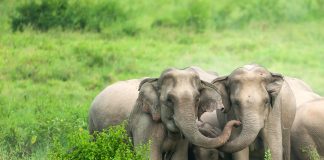 Where You Can Enjoy an Ethical Experience with Wild Elephants