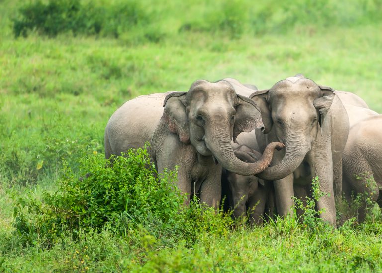 Where You Can Enjoy an Ethical Experience with Wild Elephants