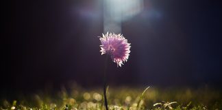 Garden Wisdom and an Entrepreneurs Vision