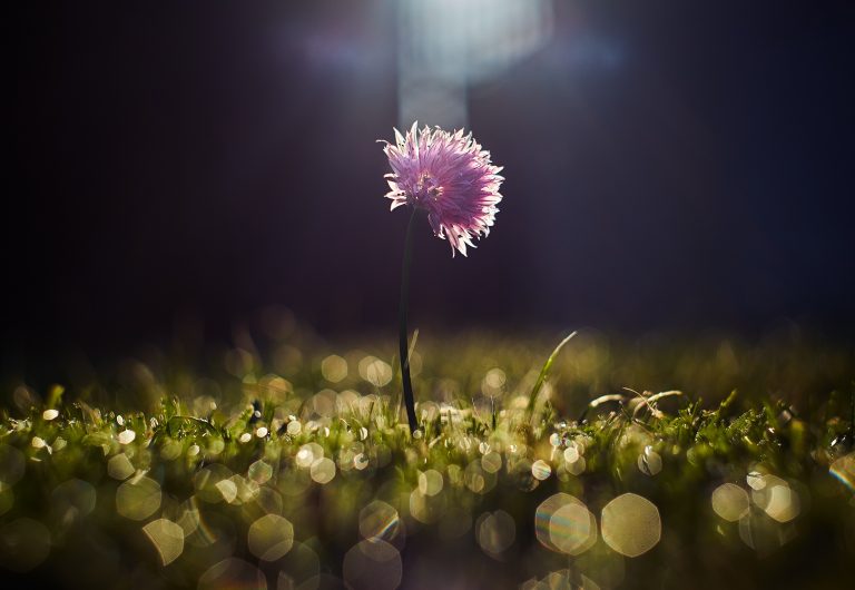 Garden Wisdom and an Entrepreneurs Vision