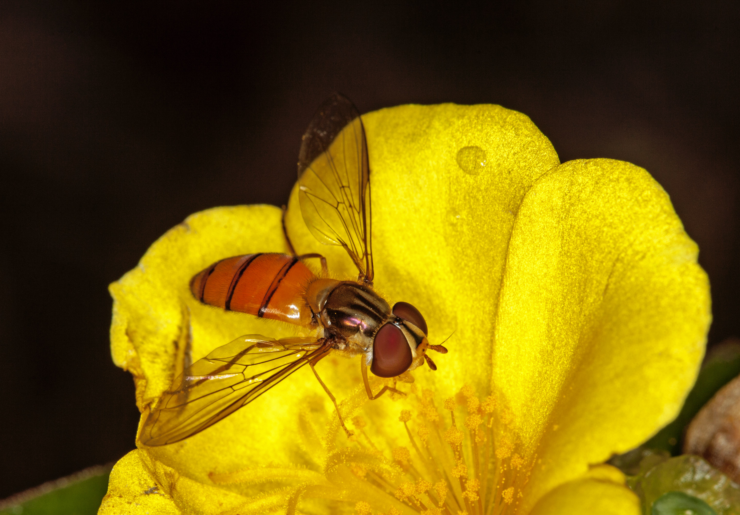 Black banded hover fly (Episyrphus species) capturing pollen. © Stephanie Jackson