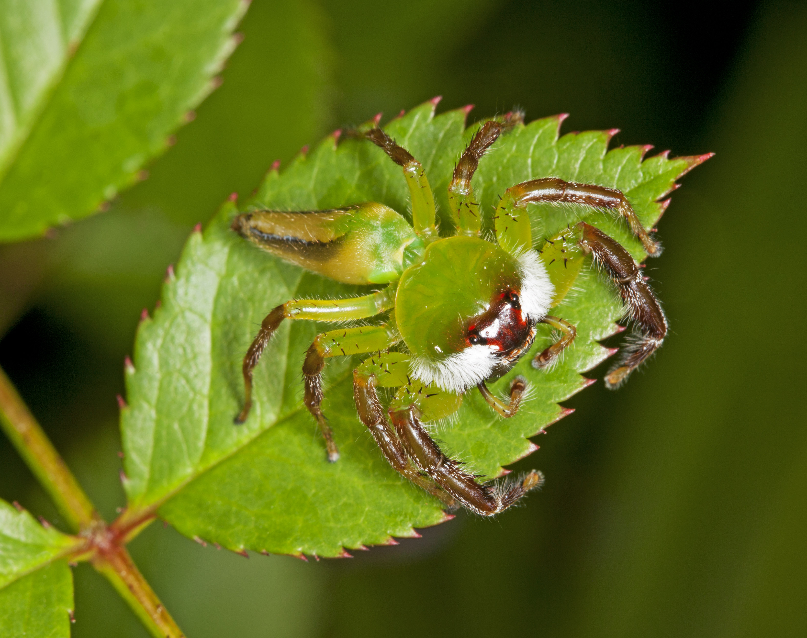 Green jumping spider (Mopsus mormon) resting on a rose leaf. © Stephanie Jackson