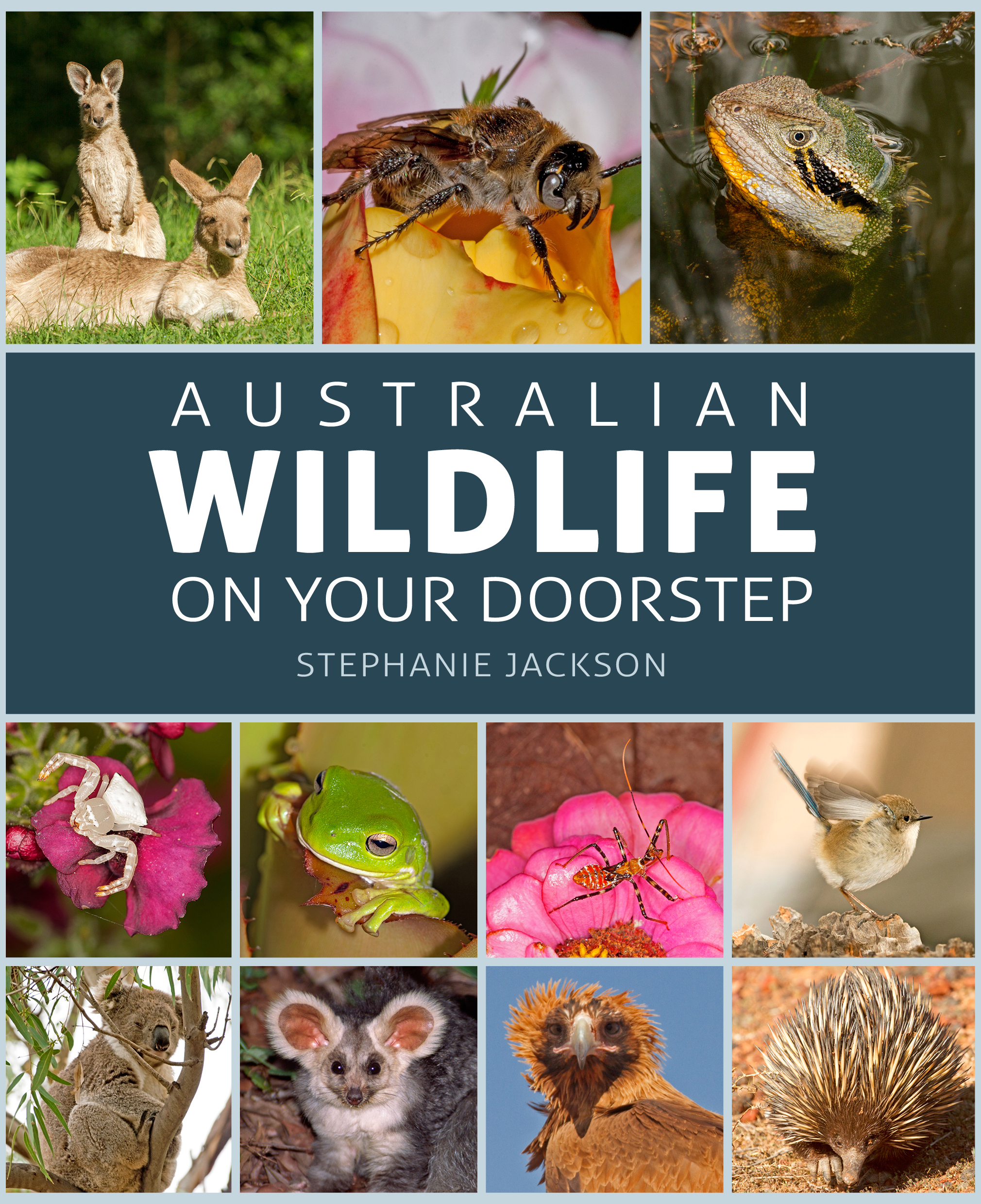Australian Wildlife On Your Doorstep (New Holland Publishers, 2019) RRP $39.99 available from all good book retailers or online www.newhollandpublishers.com