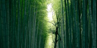 Sustainable Luxury: A New Market for Alternative Materials