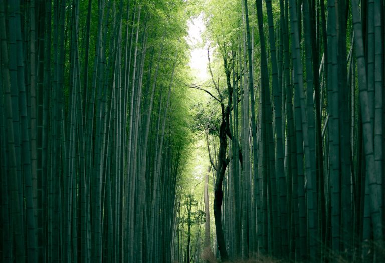 Sustainable Luxury: A New Market for Alternative Materials
