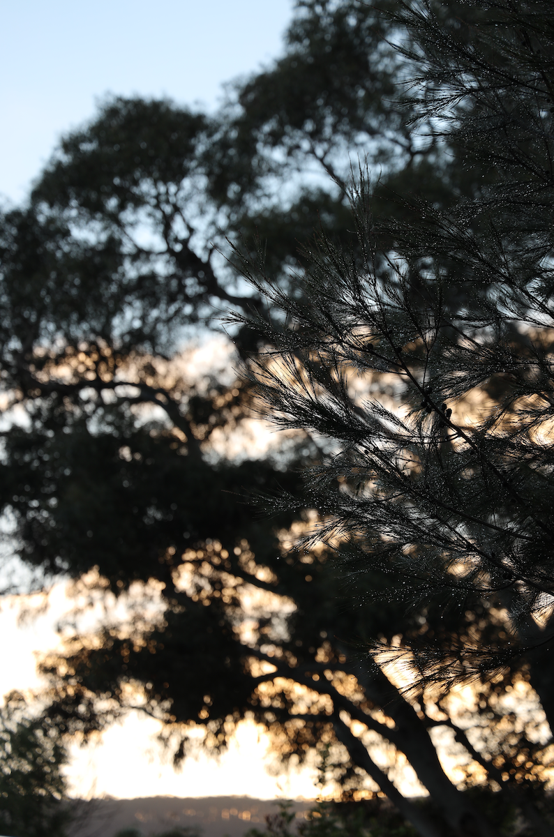 Raindrops alight a nearby pine, a delicate detail visible by backlight. Photo Credit © Inga Yandell