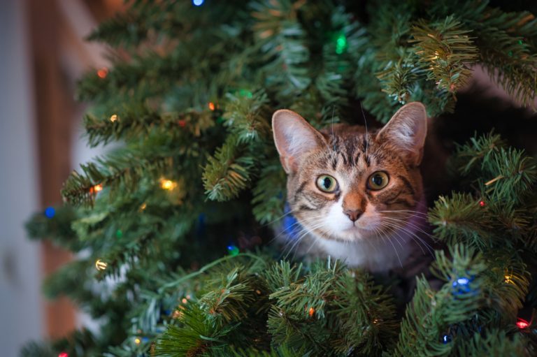 Enjoying the Holidays with the Animals we Love