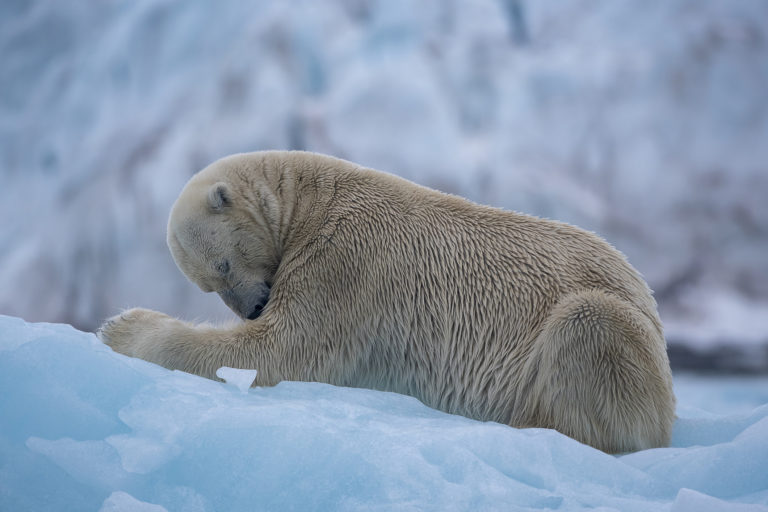 Rewilding Earth