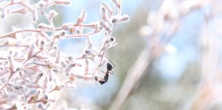 Adaptive Pollination: Autonomous Drones and Ants