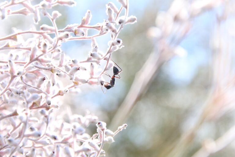 Adaptive Pollination: Autonomous Drones and Ants