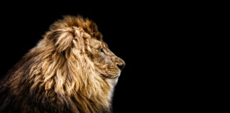 Summary of the Cecil Summit