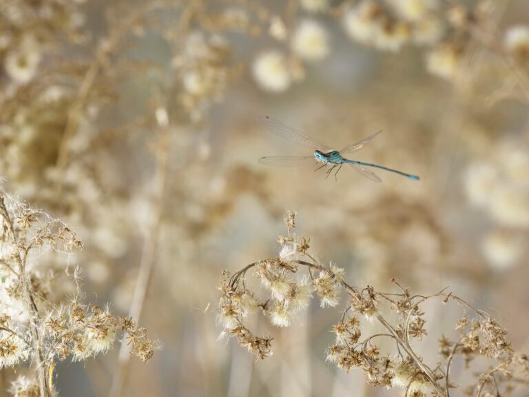 Flight of the Dragonfly: Exploring Little Worlds with Macrophotographer Ghislain Simard